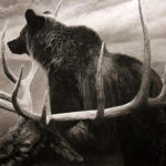 Wildlife Winners