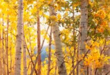 Meditations on Fall