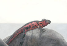 The Animal in Art