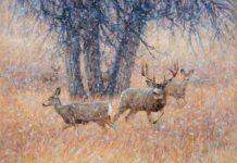 Featured Artwork: Western Vision’s John Banovich
