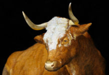 Conservation through Art