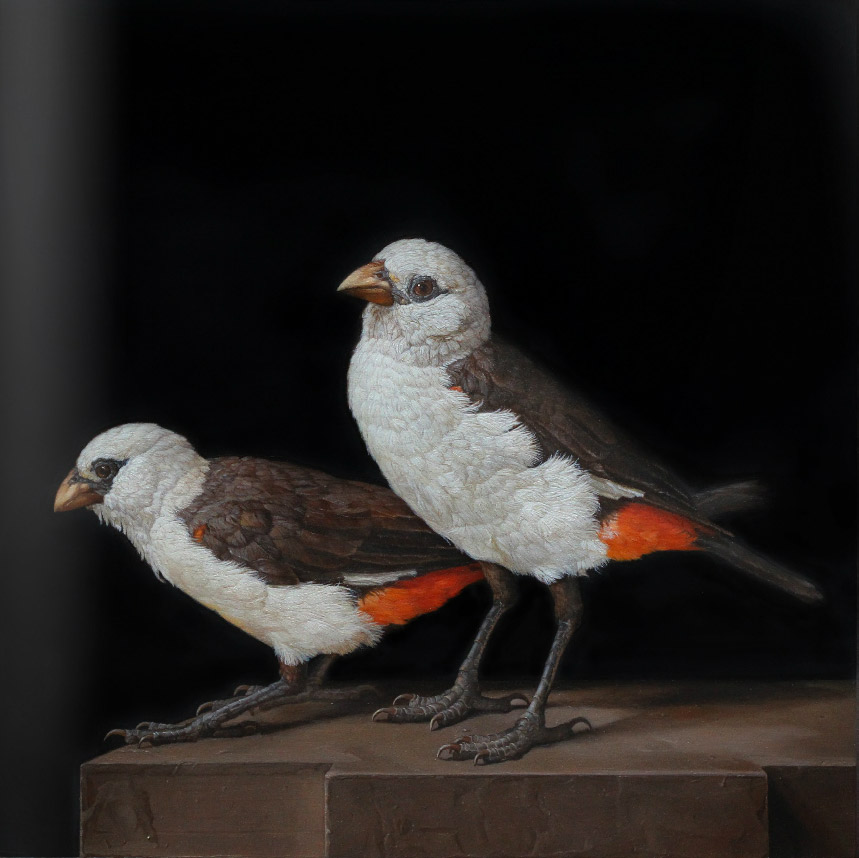 Patricia Traub, “A Pair of Buffalo Weavers,” oil on panel, 12 x 12 in. (c) Gallery Henoch 2016