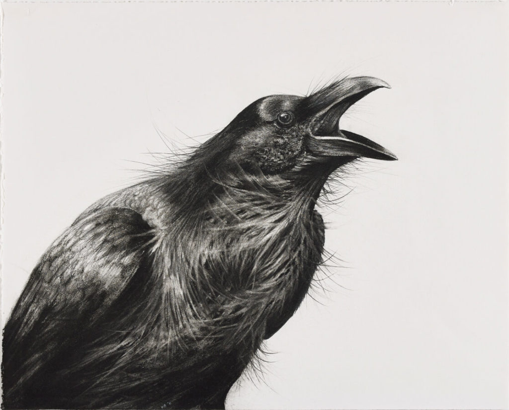 Karen Bondarchuk, “Raven Yawking,” 2011, charcoal on paper, © Woodson Art Museum 2017