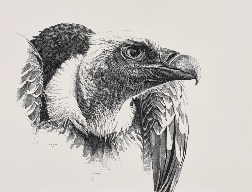 Anne Senechal Faust, “Head Study: Ruppell’s Griffon Vulture,” 1981, pen and ink on paper, © Woodson Art Museum 2017