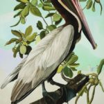 Birds of America, 2.0?