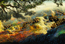 Beauty Awakened