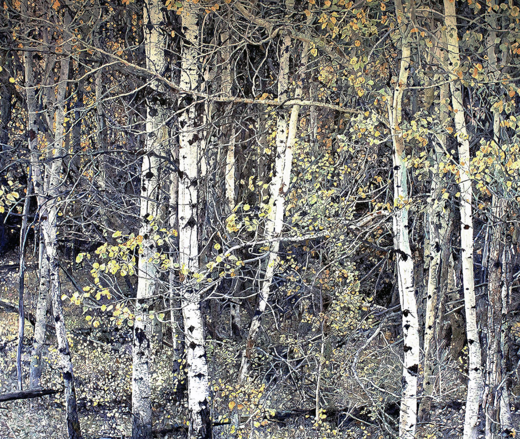 Paintings of nature - Aspen trees