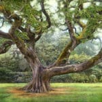 Featured Artwork: Thane Gorek presented by the Celebration of Fine Art