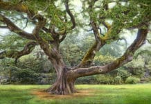 Featured Artwork: Thane Gorek presented by the Celebration of Fine Art