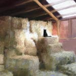 Featured Artwork: Lisa Gleim