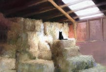 Featured Artwork: Lisa Gleim