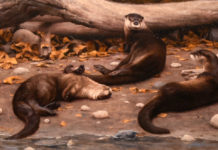 Featured Artwork: Kyle Sims presented by the National Museum of Wildlife Art wildlife paintings - Kyle Sims - FineArtConnoisseur.com