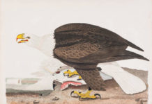 Birds in Art, Before Audubon Birds in art - Alexander Wilson drawings