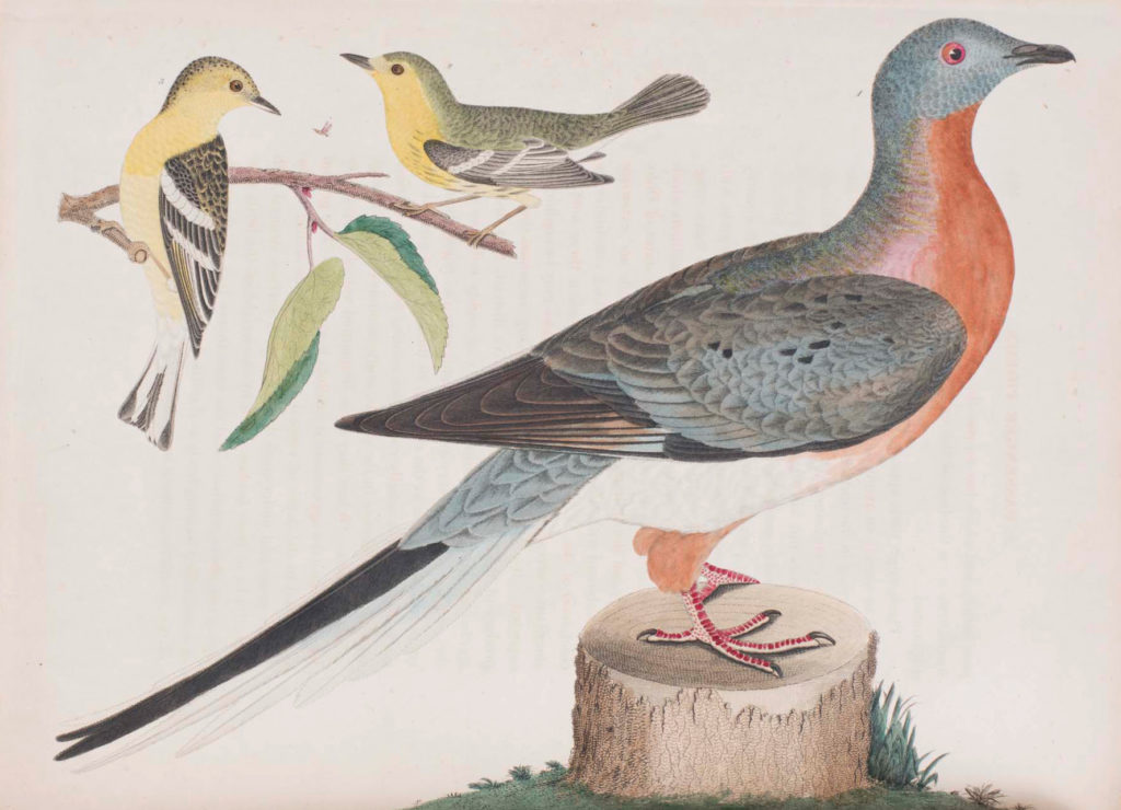 Birds in art - Alexander Wilson drawings