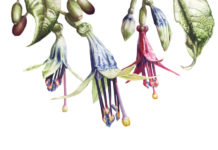 Will You Be in One of These 25 Countries? Botanical art - FineArtConnoisseur.com