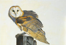 Featured Artwork: Jason Drake