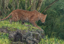 Featured Artwork: Guy Combes presented by the National Museum of Wildlife Art
