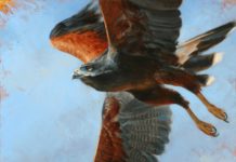 Owl Models for Artist, Raises Money for Wildlife Center Wildlife paintings