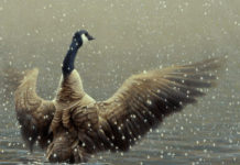 Living Legends in Jackson, Wyoming Detail of “Stretching Canada Goose" by Robert Bateman