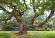 Featured Artwork: Thane Gorek presented by the Celebration of Fine Art