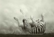 11 Paintings That Prove Animal Art is Thriving Wildlife art - FineArtConnoisseur.com