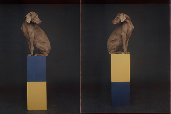 William Wegman, “Blue, Yellow,” 1991, color Polaroid.