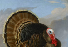 December 1–6: London Art Week Peter Wenzel (1745–1829), “Wild Turkey,” c. 1800, oil on canvas, 38 1/2 x 28 1/2 in., Bagshawe Fine Art