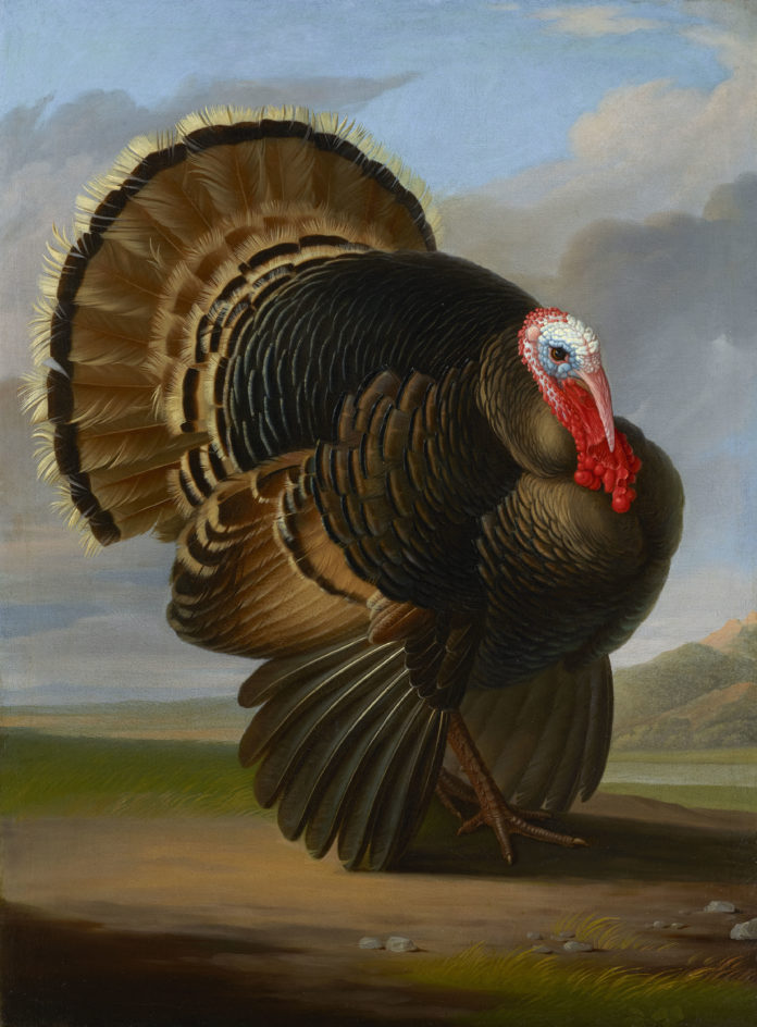 Peter Wenzel (1745–1829), “Wild Turkey,” c. 1800, oil on canvas, 38 1/2 x 28 1/2 in., Bagshawe Fine Art
