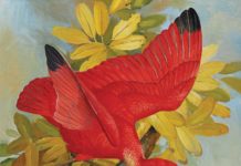 London: The Open Art Fair Basil Ede (1931–2016), “Scarlet Ibis,” 1992, oil on canvas, 30 x 24 in., Rountree Tryon Galleries, Petworth