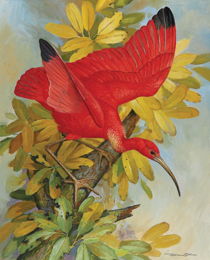 Basil Ede (1931–2016), “Scarlet Ibis,” 1992, oil on canvas, 30 x 24 in., Rountree Tryon Galleries, Petworth