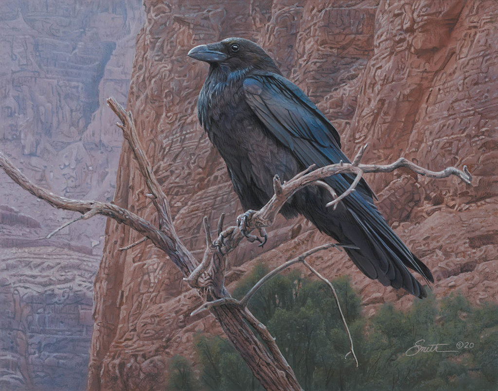 DANIEL SMITH, "Canyon Raven," acrylic, 11 x 14, $3,700