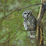 Featured Artwork: Susan DeVan