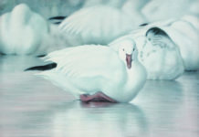 Birds in the Spotlight
