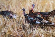 In Honor of Thanksgiving wildlife art turkeys