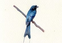 10 Miniature Paintings of Birds on View Now Paintings of birds