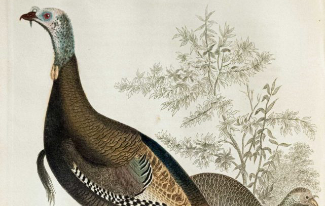 detail birds-of-the-northeast-1-641x1024