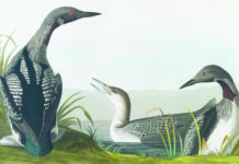 Beyond Artworks: Artists and Their Stories Audubon print of birds