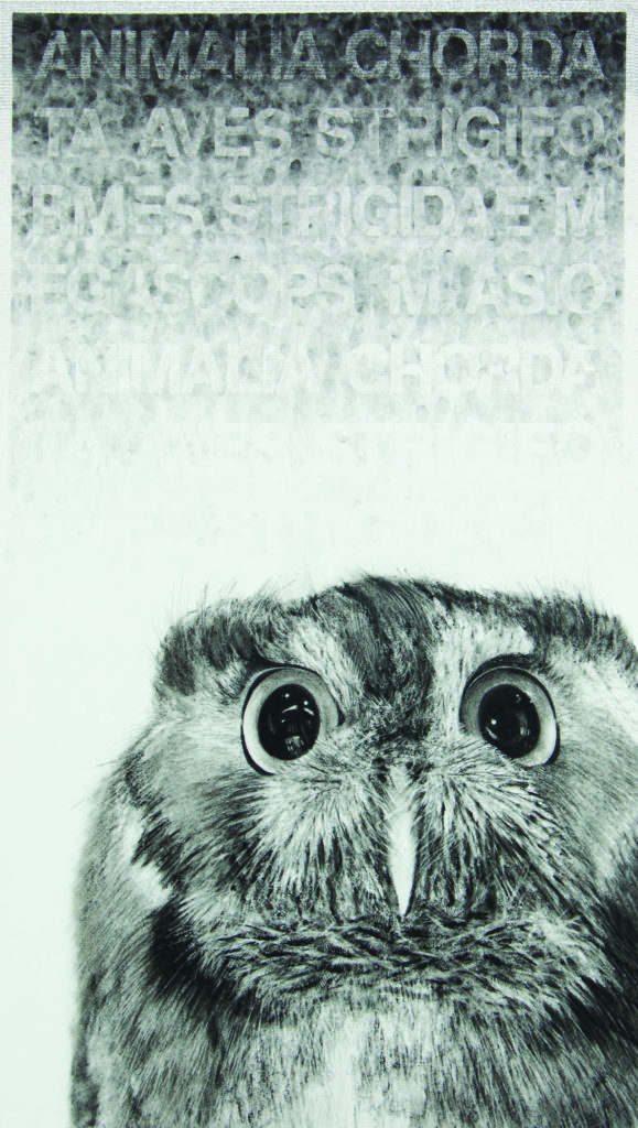 Drawing of an owl