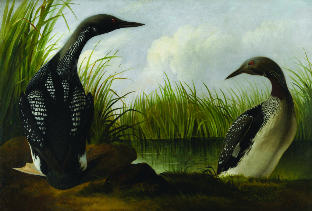 Audubon painting of Loons