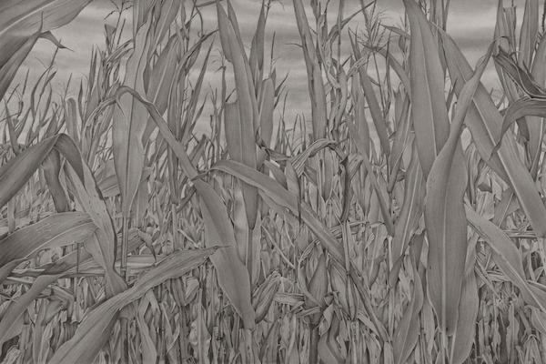 Graphite drawing of corn field