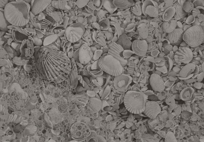 Graphite drawing of sea shells