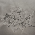 Nature of Vermont Graphite drawing of flowers