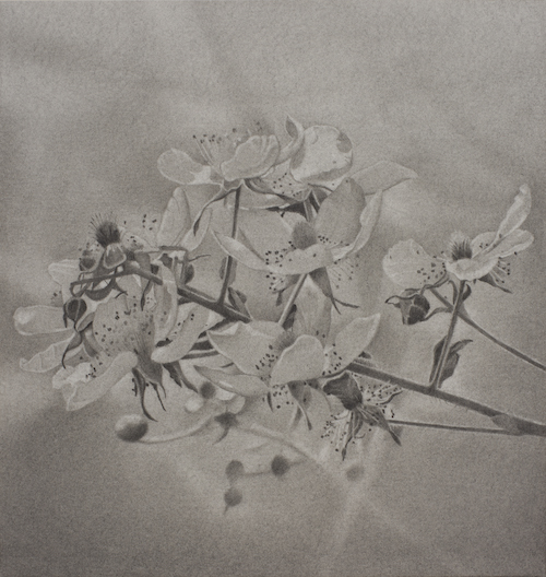 Graphite drawing of flowers