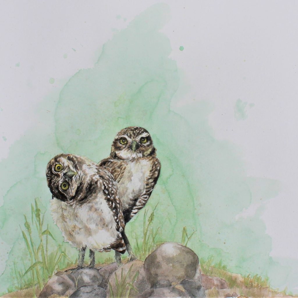 Wildlife painting of owls