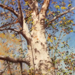 Featured Artwork: Jim Hallenbeck Pastel painting of a huge tree looking up the trunk