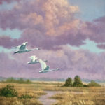 Featured Artwork: Chris Forrest Oil painting of tundra swans flying over wetlands