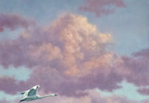 Featured Artwork: Chris Forrest Oil painting of tundra swans flying over wetlands