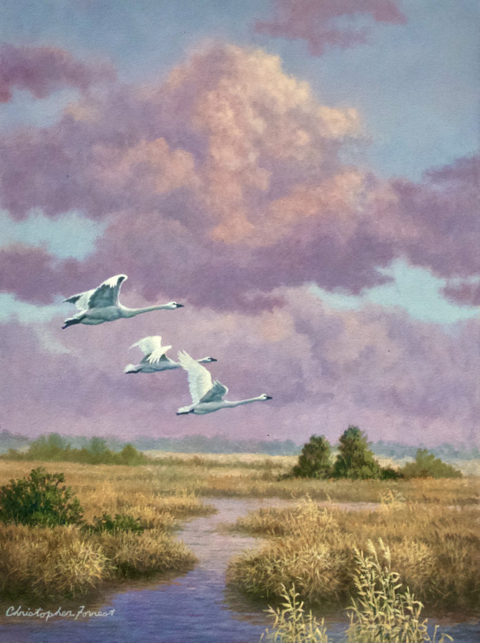 Oil painting of tundra swans flying over wetlands