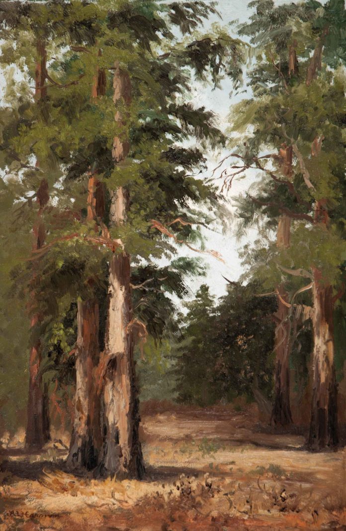 Landscape paintings - ANNIE LYLE HARMON (1855–1930), Eucalyptus, Menlo Park, undated (c. 1900–15), oil on canvas, 18 x 12 in., private collection, Austin