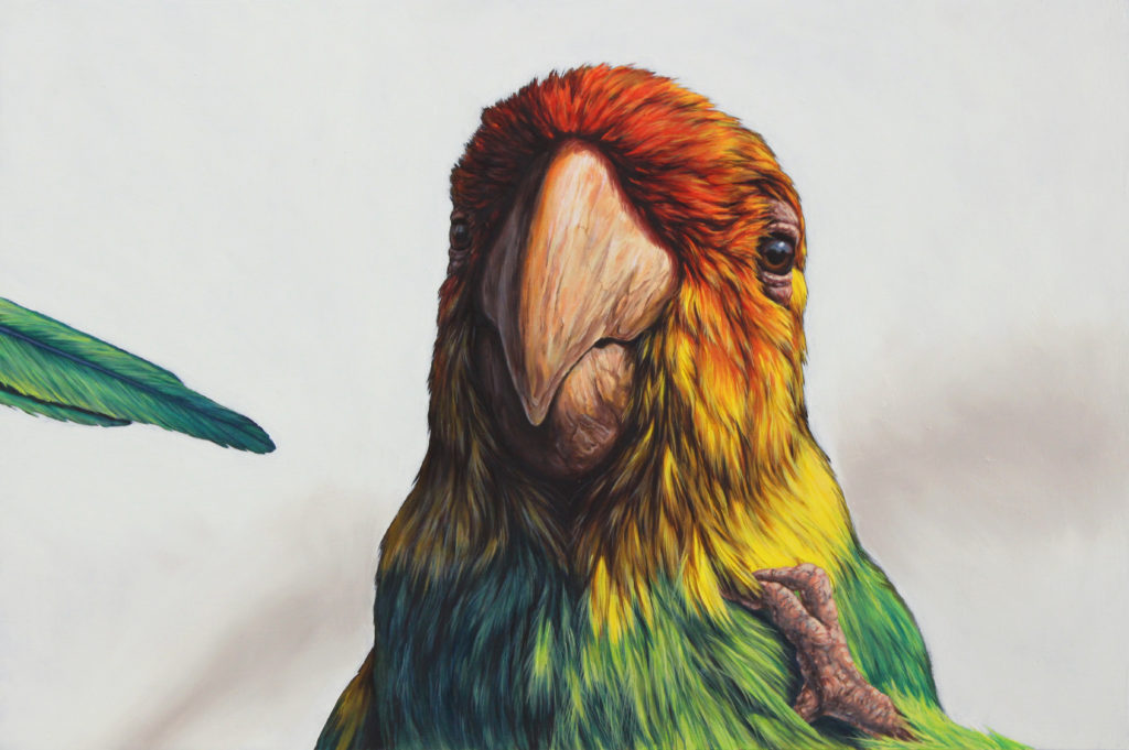 Wildlife art painting of a Parakeet